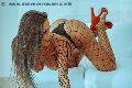 Foto Alessandra Fogaca Transescort Benevento 344 7995574 - 27