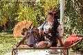 Foto Diana Ferraz Transescort Firenze 327 1287566 - 59
